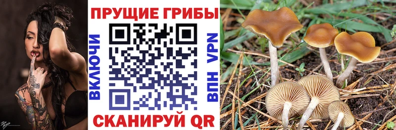 Псилоцибиновые грибы Cubensis  где можно купить наркотик  Пестово 